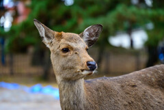 奈良公園の鹿30