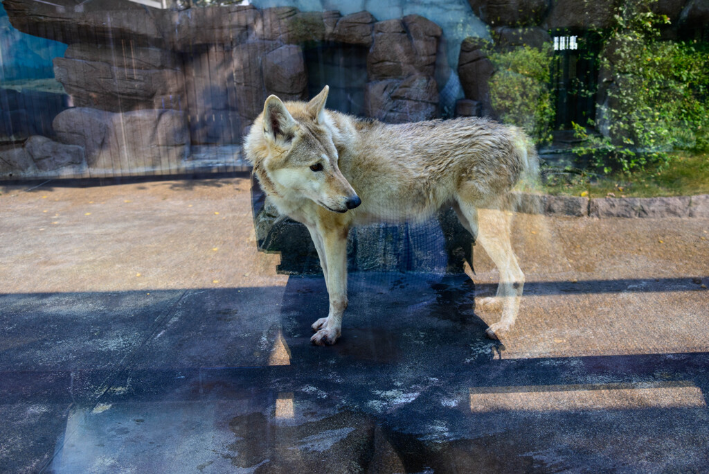 天王寺動物園オオカミさん1