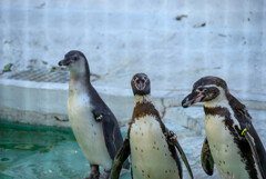 天王寺動物園ペンギンさん2