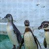 天王寺動物園ペンギンさん2