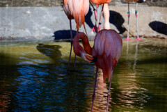 天王寺動物園フラミンゴ1