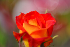 薔薇6