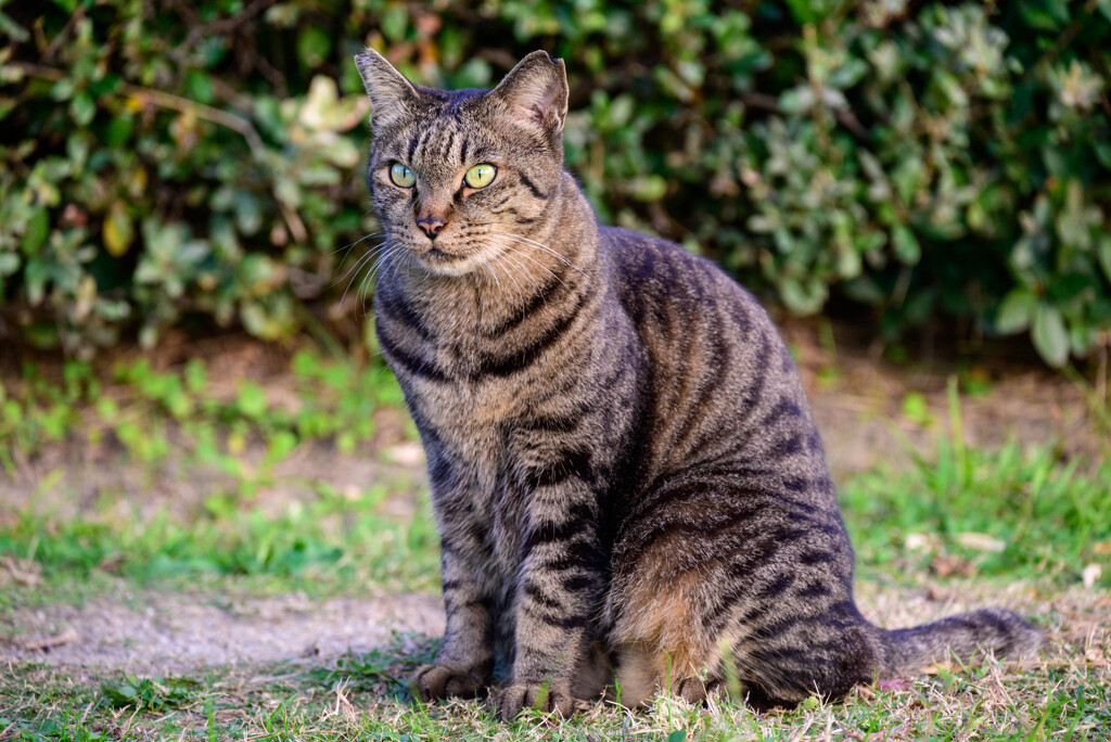 大阪城公園で会った猫ちゃん4