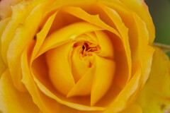 薔薇8