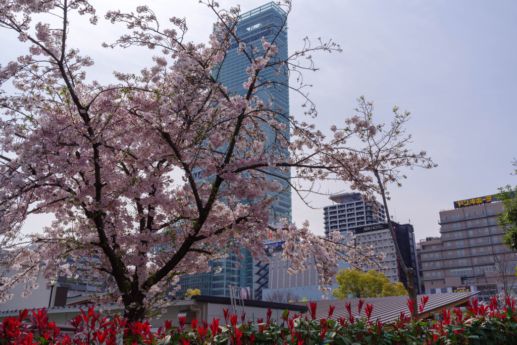 天王寺公園の桜5