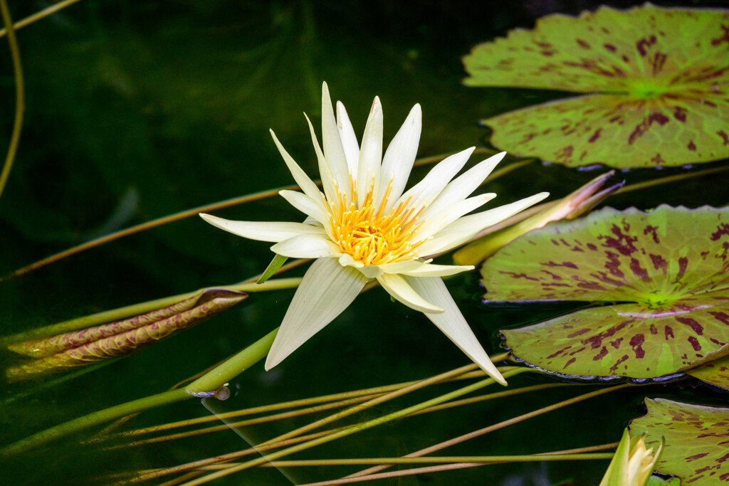 鶴見緑地咲くやこの花館熱帯スイレン19