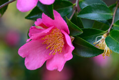 山茶花1
