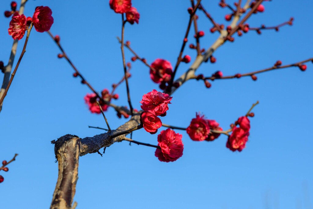 青空と紅梅5