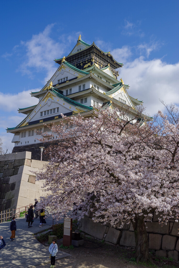 2020大阪城と桜2