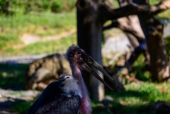 天王寺動物園アフリカハゲコウ1