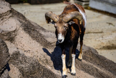 天王寺動物園ムフロン4