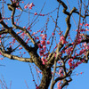 青空と紅梅3