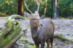 2019奈良公園の鹿2