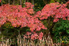 万博記念公園紅葉9