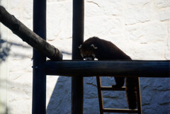 天王寺動物園レッサーパンダ2