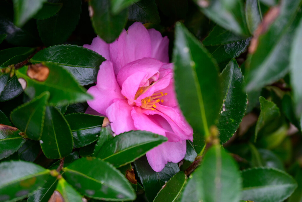 山茶花5
