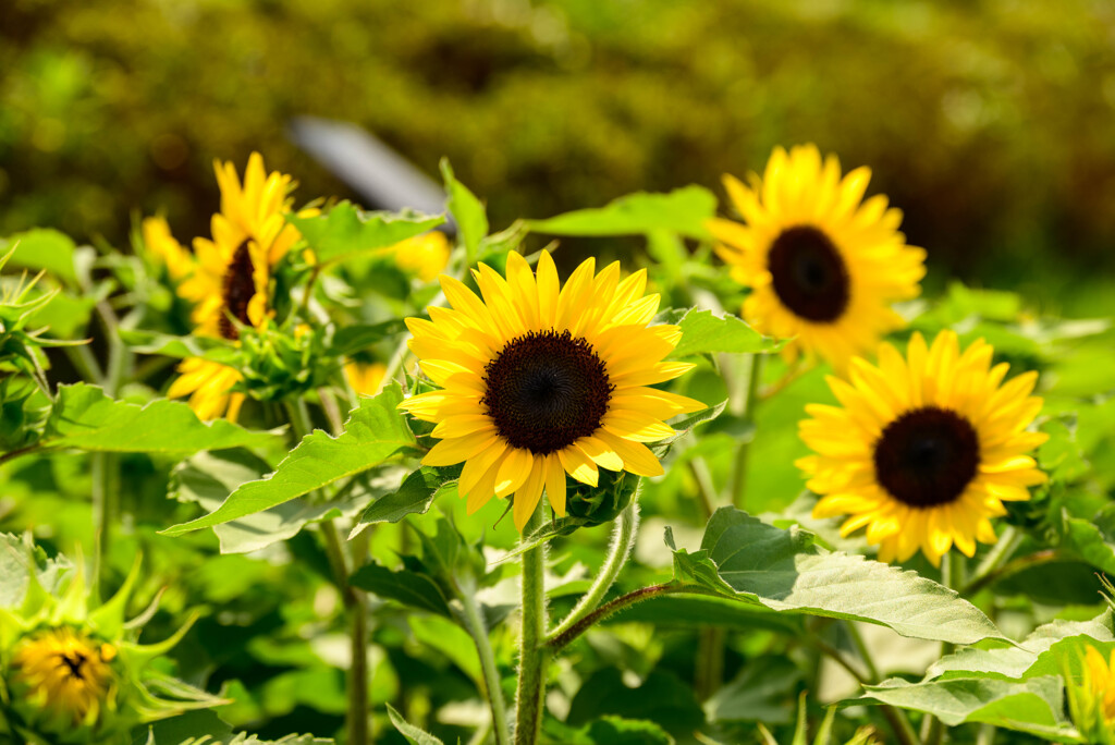 長居植物園のひまわり32