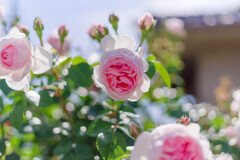 薔薇17