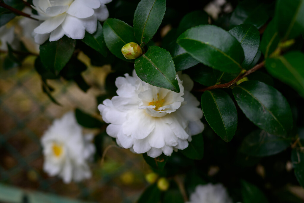 山茶花4