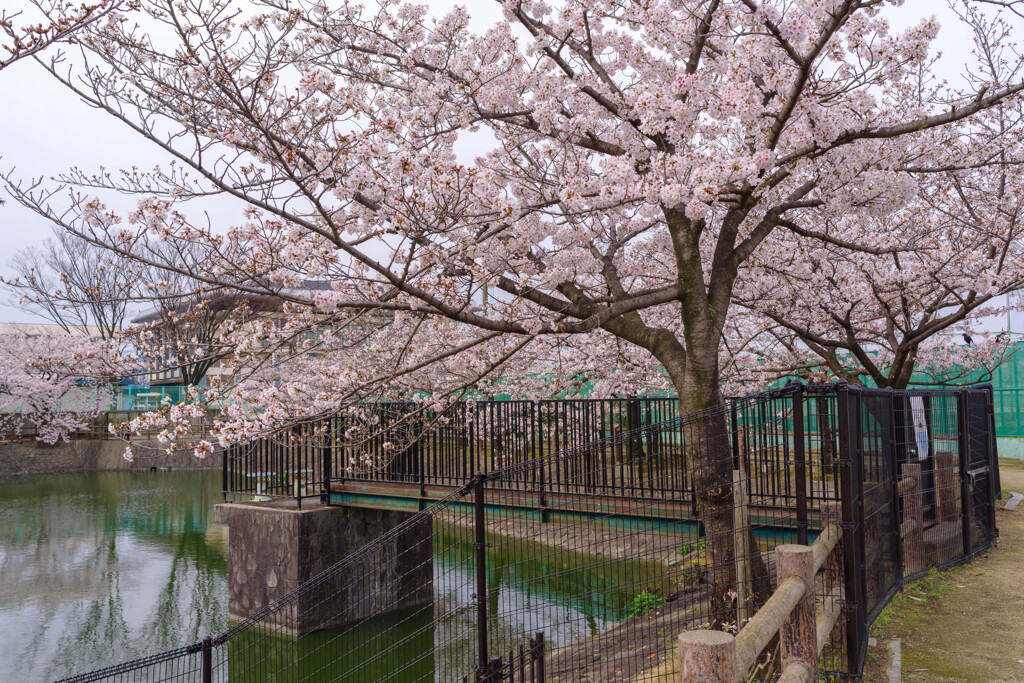 貯水池の桜1