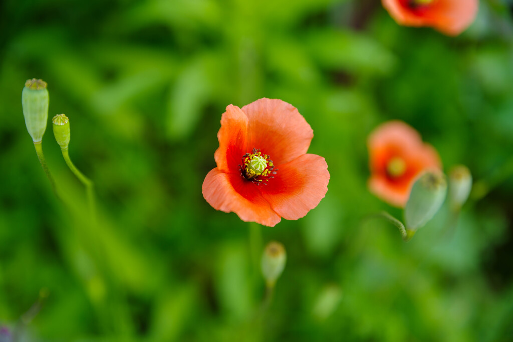 ナガミヒナゲシ1