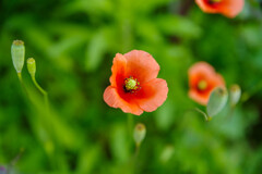 ナガミヒナゲシ1