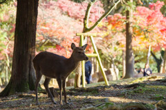 2019奈良公園の鹿4