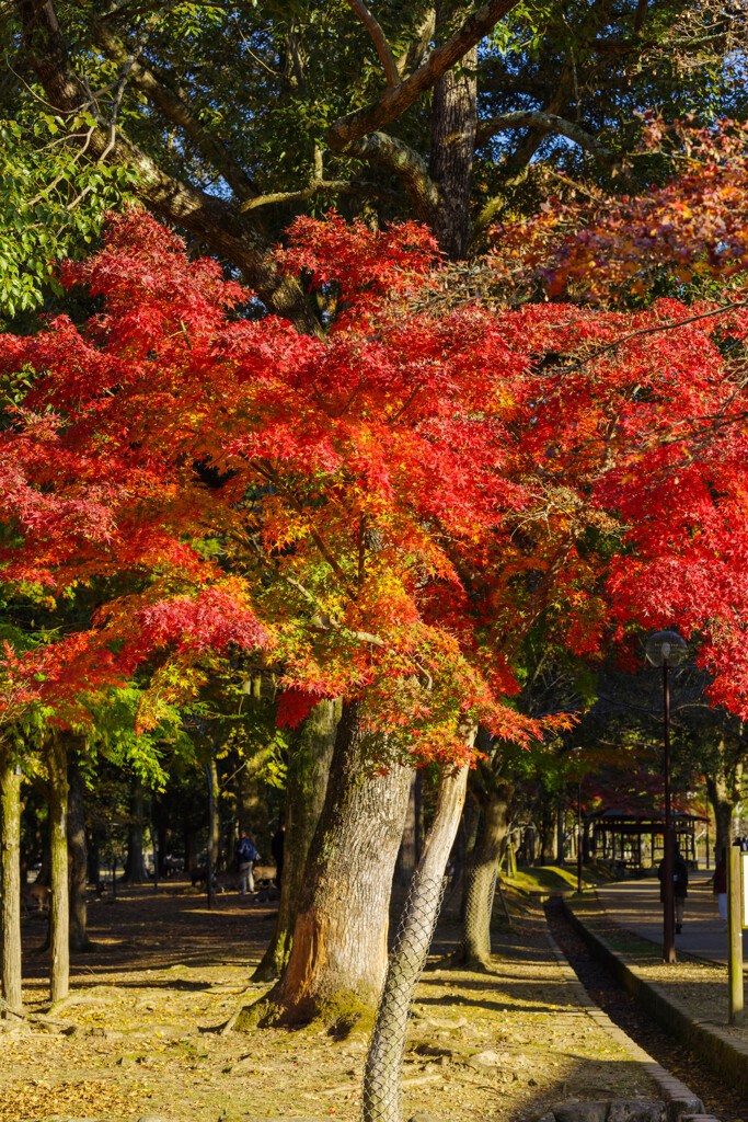 2019奈良公園紅葉8