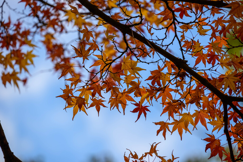 奈良公園の紅葉1