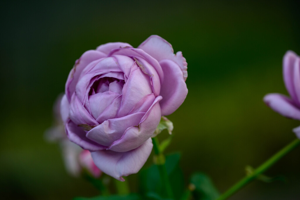 中之島公園の薔薇37しのぶれど