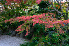 万博記念公園紅葉2