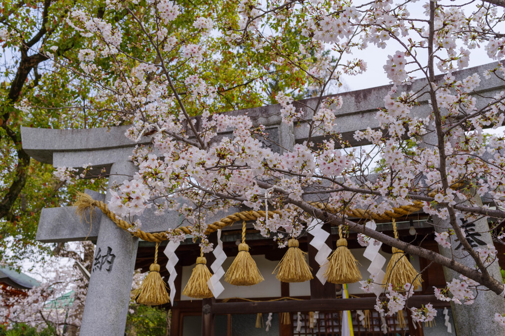 桜咲く神社の風景3