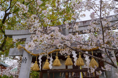 桜咲く神社の風景3