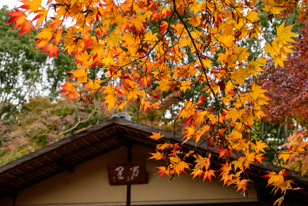 万博記念公園汎庵・万里庵紅葉2
