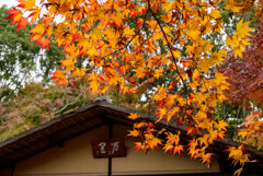 万博記念公園汎庵・万里庵紅葉2