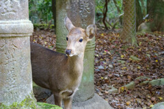 2019奈良公園の鹿8