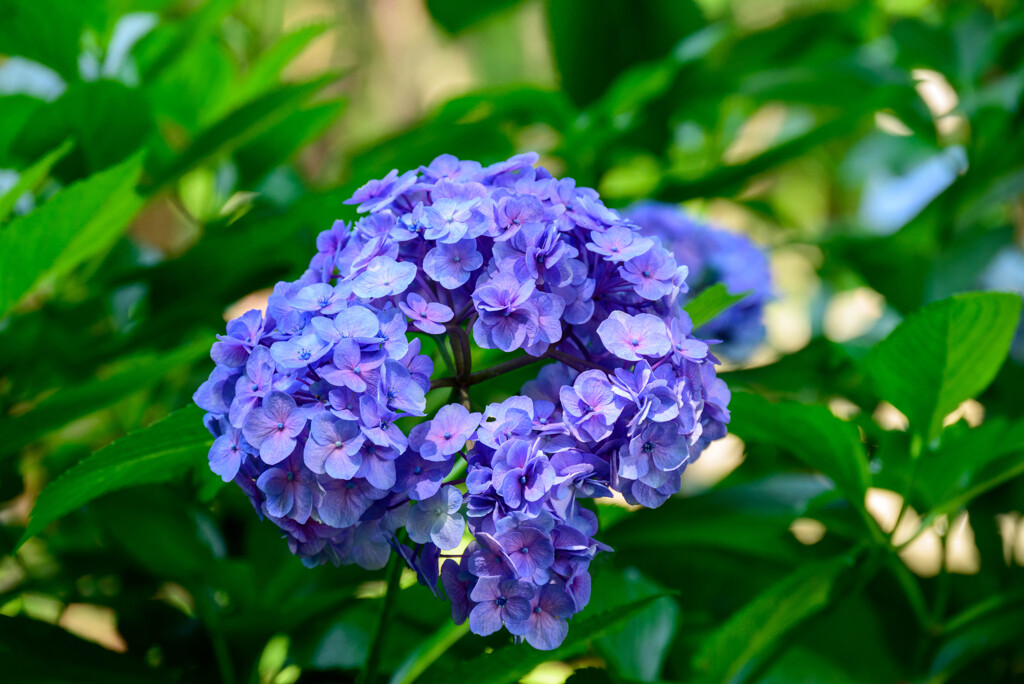 長居植物園のアジサイ5