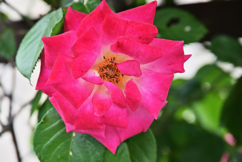 2021薔薇21