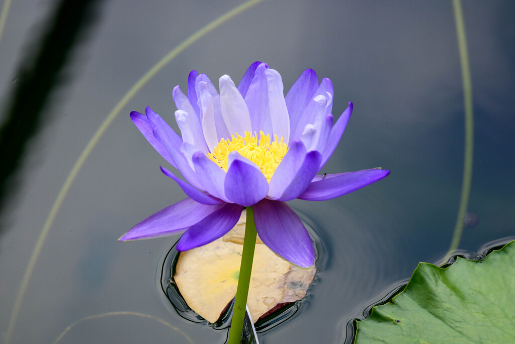 鶴見緑地咲くやこの花館熱帯スイレン2