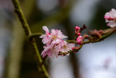 2021花の文化園 十月桜2