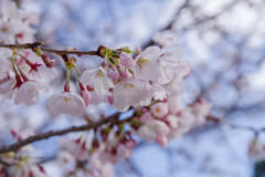 2020大阪城公園の桜10