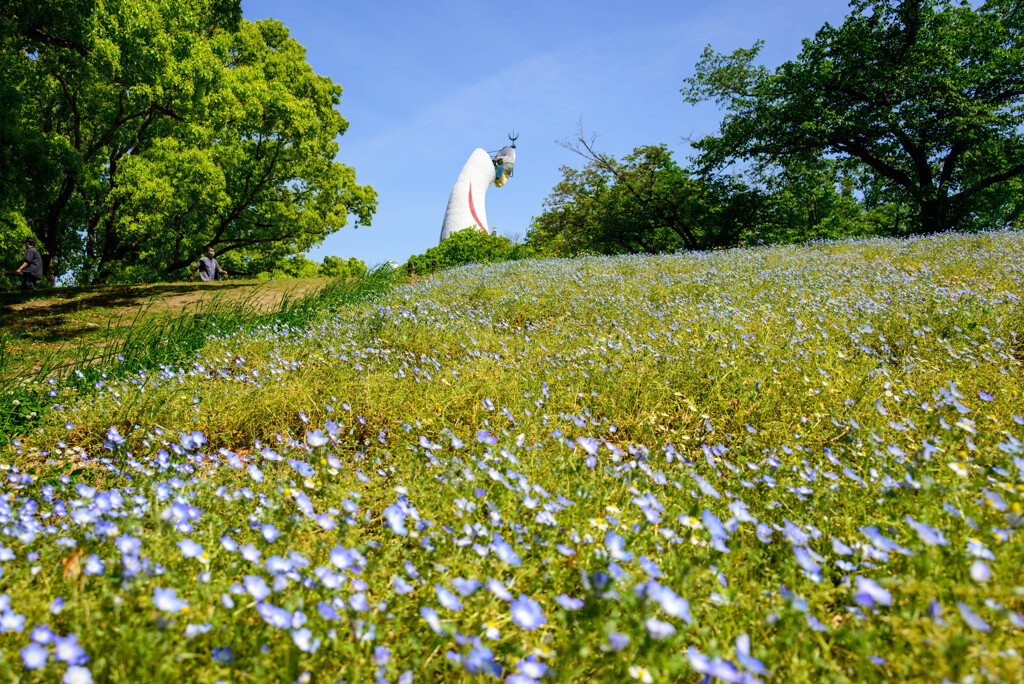 万博記念公園のネモフィラ4