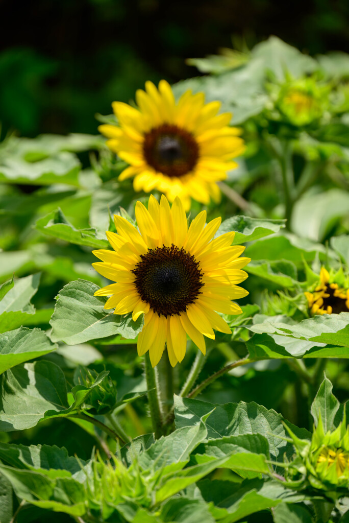 長居植物園のひまわり40