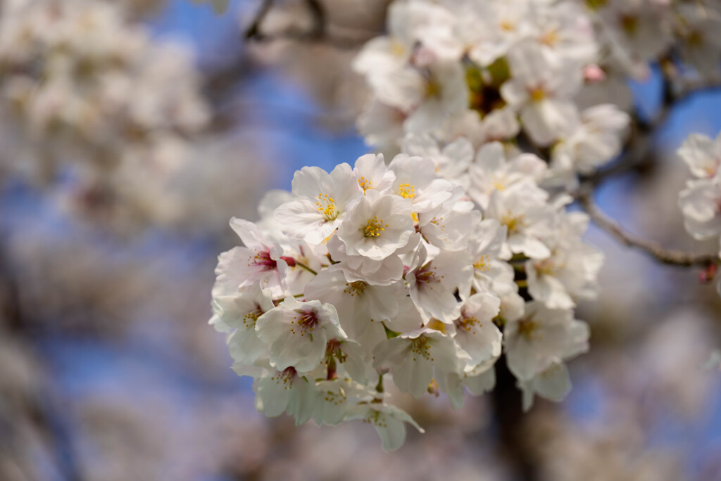 2021近所の公園の桜1
