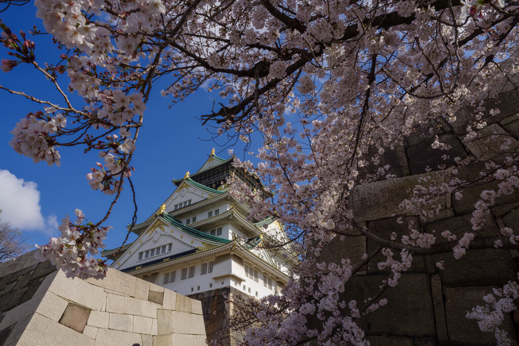 2020大阪城と桜4