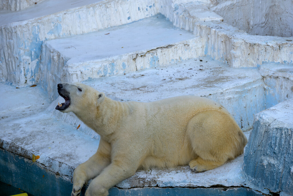 天王寺動物園 ホッキョクグマ4