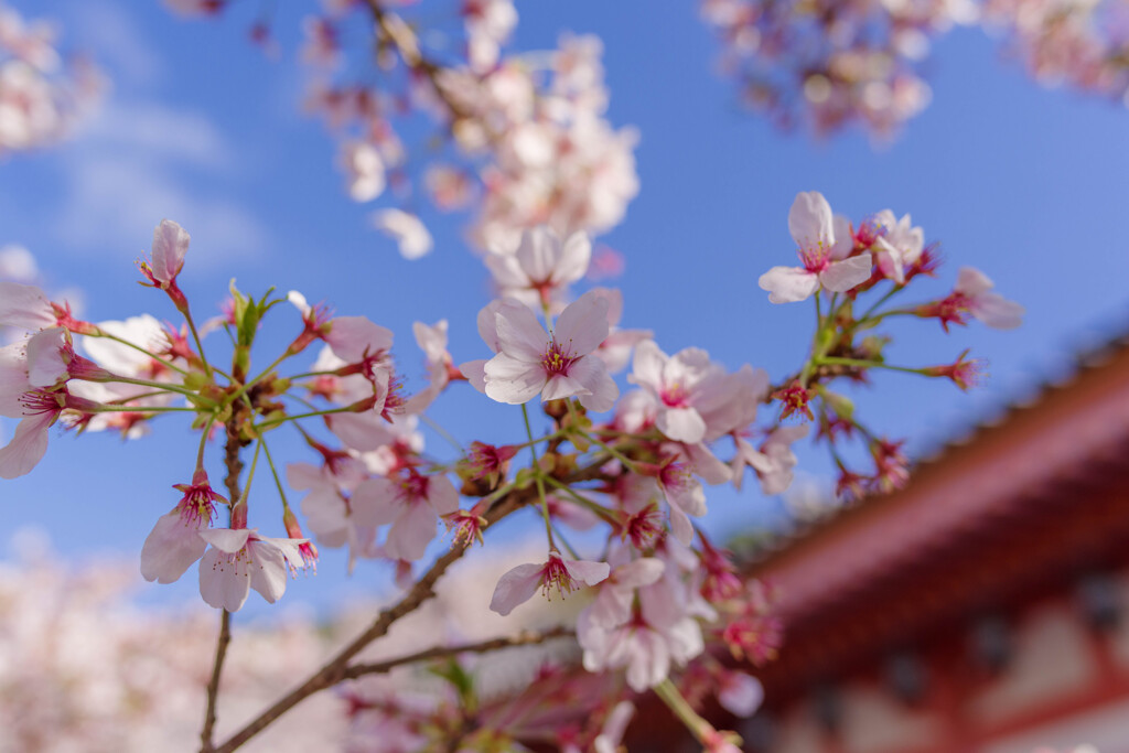 壷阪寺の桜3