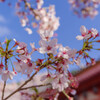 壷阪寺の桜3