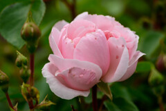 2021薔薇3