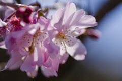 10月桜